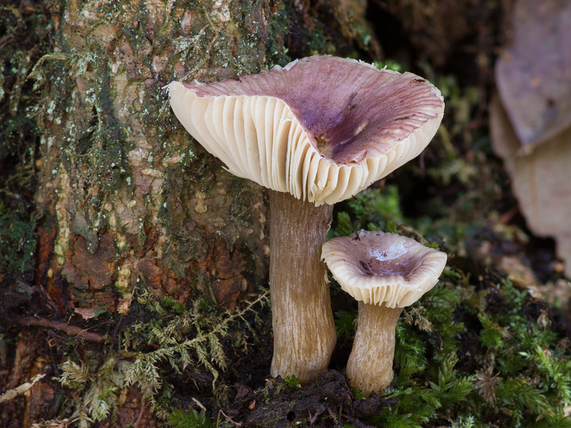 Russula alnetorum 